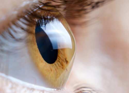 Photo of a woman's brown eye